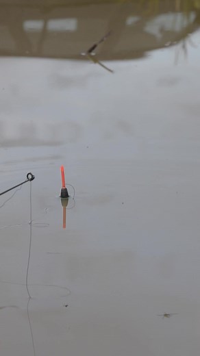 Float or Feeder fishing? #fishing TikTok