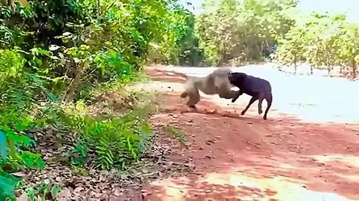 Wolves Gather To Attack Wild Horse Mercilessly ~ What Happen Next