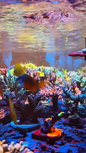 Completing 1 year . Powered by orphek natura icons and controlled by Aquawiz and powered by moonshiner trace elements | Collectors Corals
