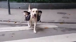 puppy backpack | Pushing the little buttons on a soft drink cup lid