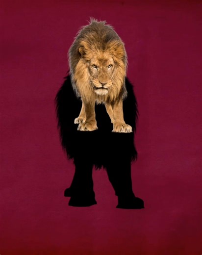 😎N😎 | DoDo channel