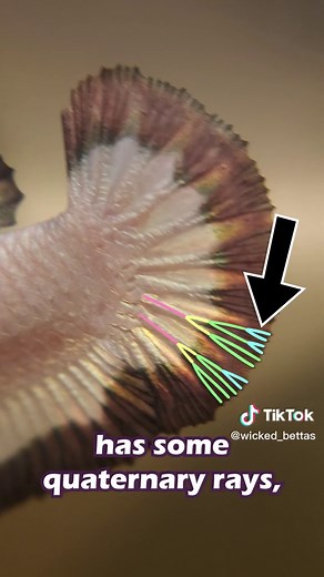 Understanding Betta Fish Fin Ray Count for Healthier Breeding