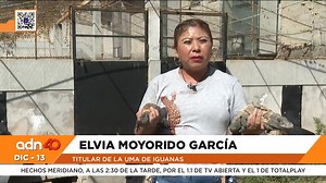 La iguana negra es una singular especie poco conocida por su tipo de piel; sin embargo, en Tlaltizapán, Morelos, la puedes encontrar en la UMA de iguanas que alberga a más de 200 de ellas. 🦎✨ | TV Azteca Morelos