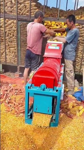 Harvest Efficiency: High-Speed Corn Threshing Machine at Work