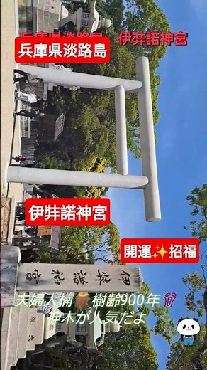 #兵庫県#淡路島#伊弉諾神宮#神社#観光#旅行#歩く#最強#夫婦大楠#開運#叶う#願いが叶う#パワースポット#2026#世界遺産#shorts