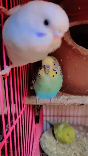 young female budgie talking making chirping sound talking chirping #budgiesandparakeets
