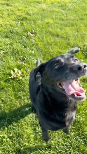 POV:your dog waiting for the ball 🥎#dogs #doglife #petshorts