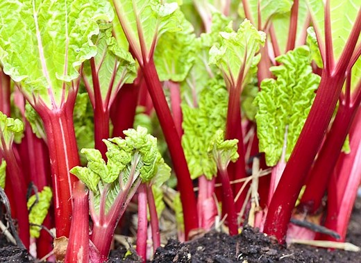 La division de la rhubarbe pour mutliplier le pied mère