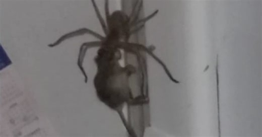 Giant Spider Tries To Eat A Mouse, And We're Freaked Out