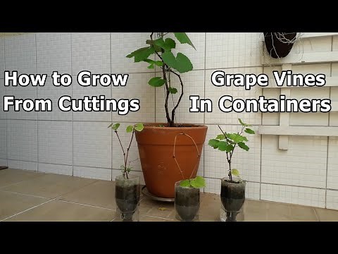 How to Grow Grape Vines in Containers From Cuttings, The Easy Way Complete Growing Guide 5