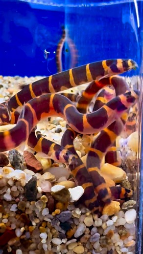 🤩Kuhli Loach are so much fun. They are a great addition to peaceful aquariums and are happiest in large groups. . . #beautiful #awesome #fish #freshwateraquarium #fishtank #unique #colorful #happy #community #foryou #losangeles | Mark's Tropical Fish