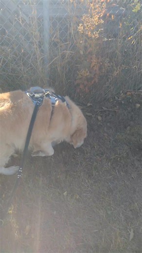 Sweet girl Sadie's tail was wagging every step of her walk! 💚🩵🐶 These 15 minute walks are perfect for burning energy and building confidence! Designed to go at your pup's pace, they're great for dogs of all ages and activity levels!! Sign your pup up for their next big adventure, just $10!! #dogdaycare #doggydaycare #dogsofyeg #yeg #dogsoftiktok | Sublime Cat N' Canine Ltd.