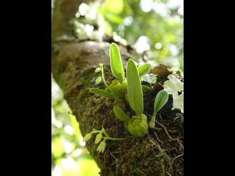 Taxonomist Appreciation Day: Unveiling the Science of Naming and Classifying Organisms