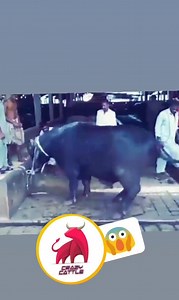 16 reactions · 12 shares | Beast | Crazy Cattle | Facebook