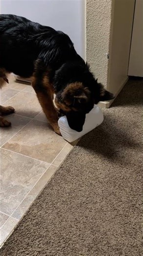 Kal vs. The Mighty Milk Jug! 🥛🐾😂