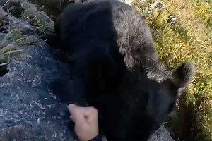 Rock Climber Fends Off Ferocious Bear Attack, While Holding Onto The Ledge