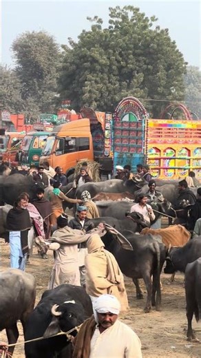 Biggest_Cattle_Market #vlog #world #top #trending #animals #information #family #vlogs #dailyvlog