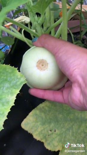 Early White Patty Pan Squash Harvesting Guide