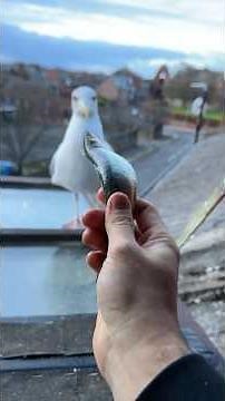 My Pet Seagull & His New Adopted Evil Baby... Part 1