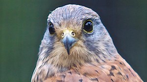 Protect Wildlife and Communities