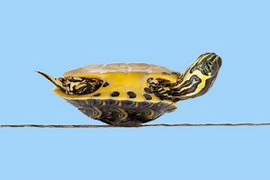 How to Treat Respiratory Infection in Turtles at Home?