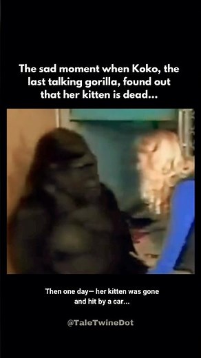 Koko, the last talking gorilla found out that her kitten is dead🥀 #historyshorts #animalfacts