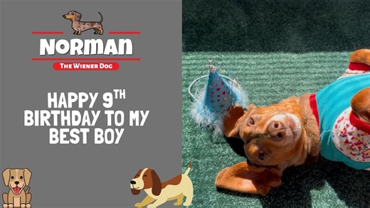 57K views · 7K reactions | Happy 9th Birthday to My Best Boy  Today my baby turns 9. I truly don’t know how that’s possible, but I do know how lucky I am 凉 He's the light of my life, my best friend, & the best sunbather I’ve ever met  Thank you all for loving him with me  | Norman The Wiener Dog | Facebook