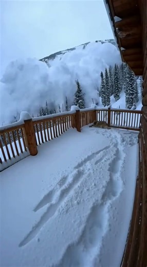 The wolf saves its child #animals #animalshorts