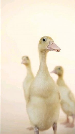 baby duck sound | baby duck chirping #bird #nature