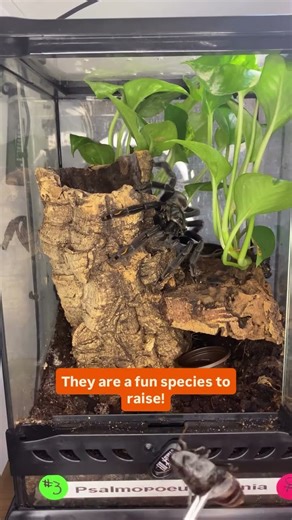 Feeding Arboreal Tarantula #tarantula