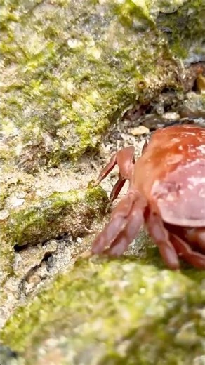Island Secrets Revealed at Low Tide!