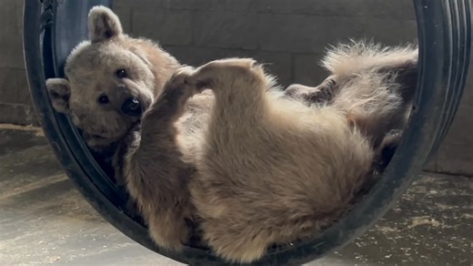 Living the bear necessities with Amy 🐻💤 … when your sanctuary comes with a built-in tire swing lounge. Work hard, relax harder. Current mood: hibernation practice. | Orphaned Wildlife Center