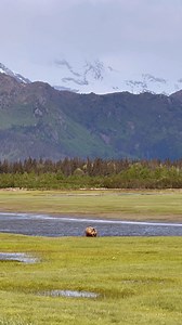 We’re nearing the end of our bear viewing season at Chinitna Bay and Redoubt Bay, these tours wrap up at the end of the month. But don’t worry! If you’re still hoping to see bears in the wild, our Lake Clark bear viewing tour continues through the end of September. | Rust's Flying Service