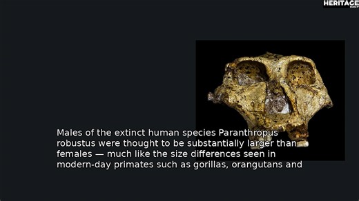 Newly Discovered Fossil Shows Small-Scale Evolutionary Changes in an Extinct Human Species