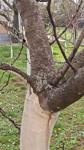 ​Zašto se kreče voćke? 🌳​ Bela stabla = Zdravo voće​ Zaštitite voće od mraza i sunca ❄️☀️ #fruit