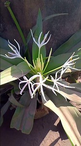 Giant Crinum Lily😍খুব সুন্দর এই ফুলটি..কবে আসবে আমার বাগানে কে যানে 🤔