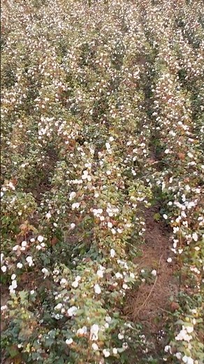 Drone Aerial View of Green & White Cotton Fields | Stunning Farm Footage