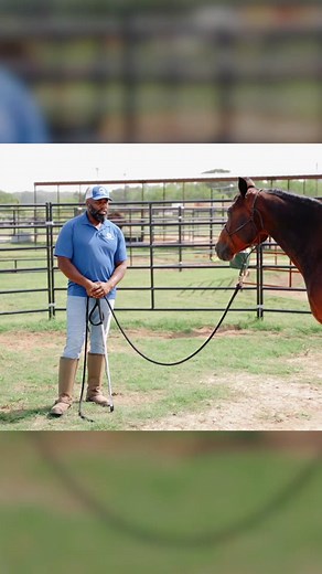 Lunging vs. Sending: What's the difference? 🤔 It's all about connection. Watch how we introduce