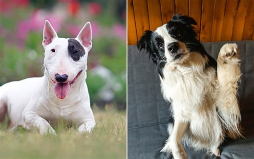 English bull terrier and Border collie have puppy, results are incredible