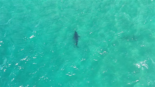 136K views · 409 reactions | We filmed multiple Great Whites making the whale recovery harder near Scarborough. Watch one go very close to the JetSki then over towards the beach. #GreatWhiteShark #sharks #whales | Illawarra and surrounds marine life sightings. | Facebook