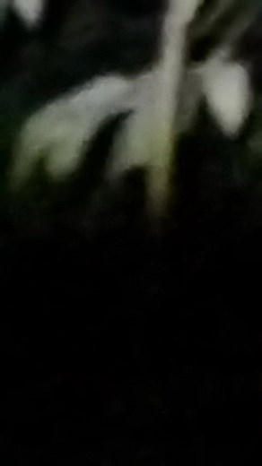 Tarsius 🫰 | Ricky Excel