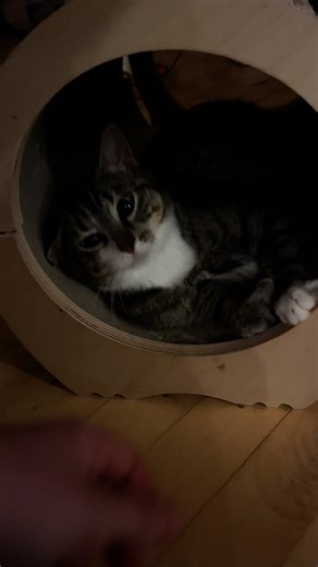 Det var på kummen, det skete.. Dér sad jeg, en kold dag i marts ‘23, og overvejede, som så mange gange før, om ikke jeg skulle alliere mig med nogen, så jeg kunne hjælpe endnu flere katte. Min pengepung var efterhånden ret deprimeret, for der kom hele tiden katte dumpende på min vej. Pludselig var hun der! Den skøre, rødhårede tosse! Hende fra Kattens Redning! Dengang var det bare en forsigtig, uforpligtende besked, men det stak lynhurtigt helt af. Nu er det blevet til meget mere. Jeg tør næsten