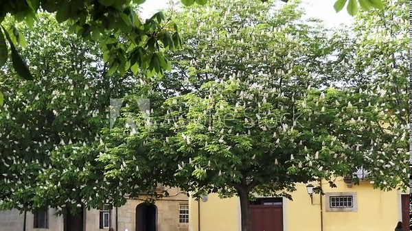 Aesculus hippocastanum, Spanish or horse chestnut, is flowering plant in soapberry and lychee family Sapindaceae. It is horse-chestnut, European horsechestnut, buckeye, and conker tree.