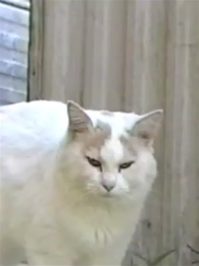 Using a 2005 JVC Camcorder for Summer Memories