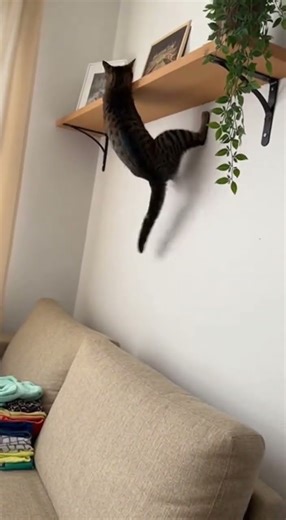 Cat's Epic Jump Fail Caught on Camera