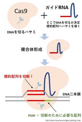ゲノム編集とは？図や動画でわかりやすく簡単に原理や倫理的問題を解説 CRISPRCas9(クリスパーキャスナイン)とは