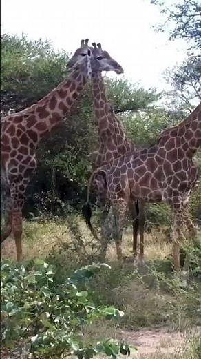 The Tallest Animal in the World… Up Close 🦒