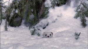 2.7M views · 1.9K reactions | The least weasel is a vole’s nemesis....