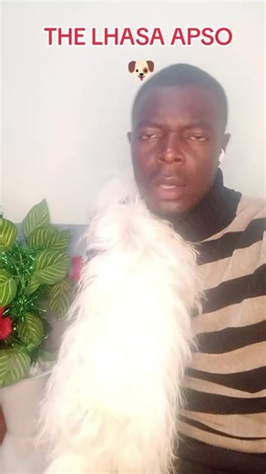 facts, history, training tips about the Lhasa Apso breed