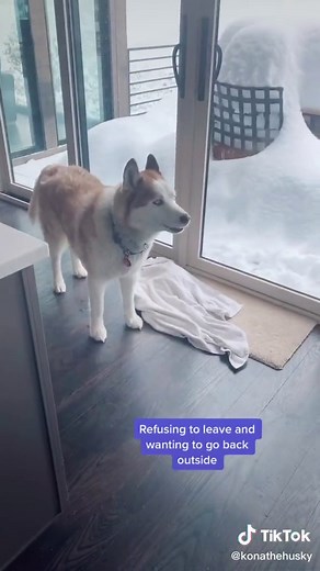 Husky Enjoying the Snow: A Winter Wonderland Adventure